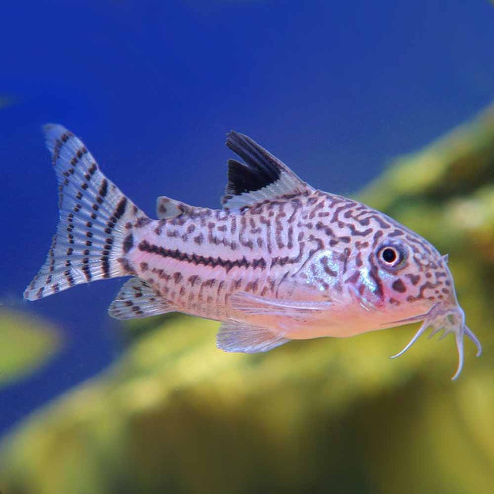 CORYDORAS JULII