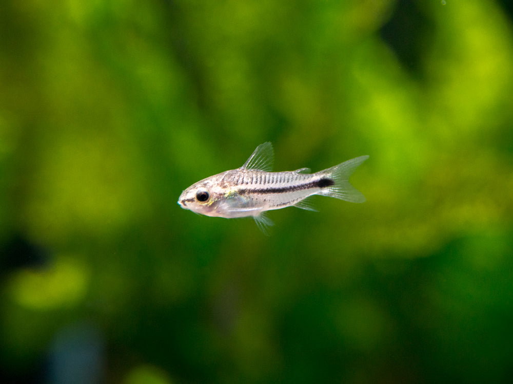 CORYDORAS PYGMY