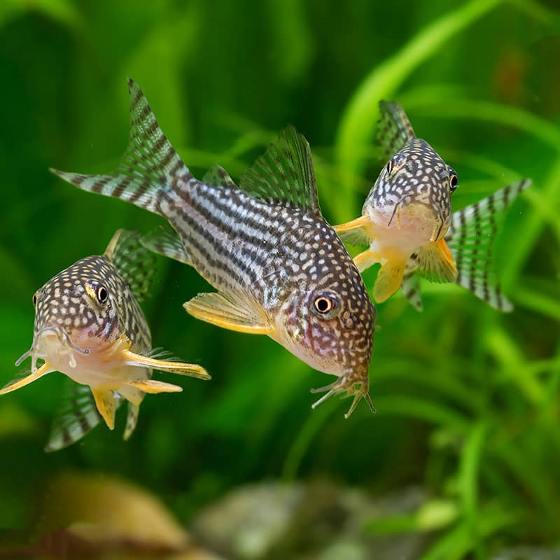CORYDORAS STERBAI