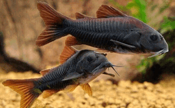 CORYDORAS VENEZUELA BLACK