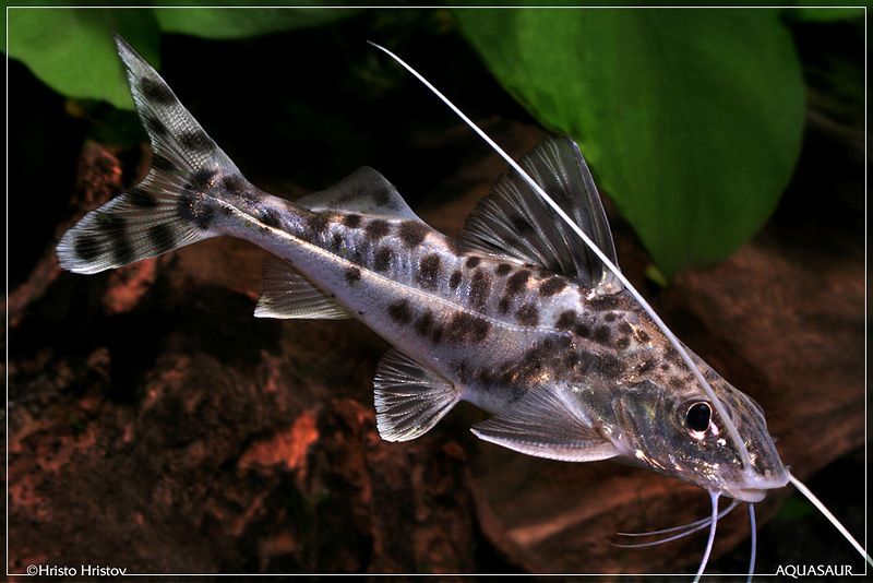 CATFISH PIMELODUS PICTUS -ON SPECIAL!! LESS 20%