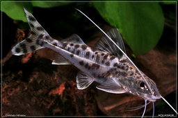 CATFISH PIMELODUS PICTUS -ON SPECIAL!! LESS 20%
