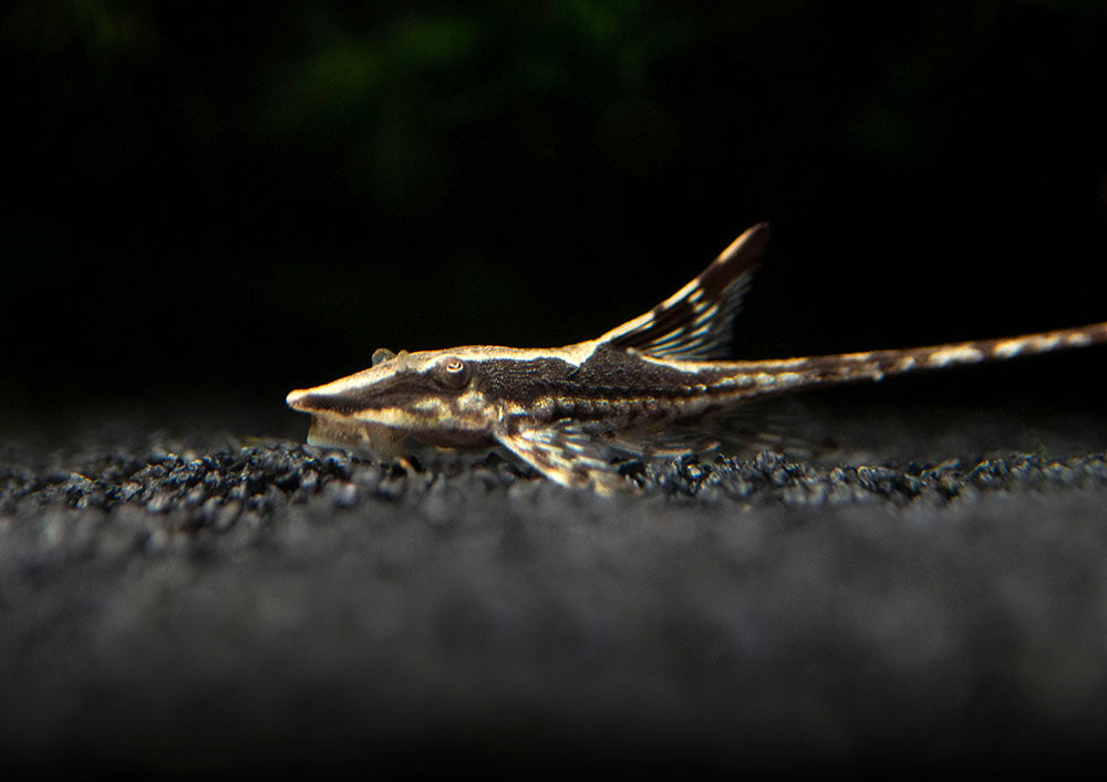CATFISH WHIPTAIL ROYAL FARLOWELLA_0