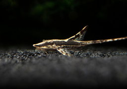 CATFISH WHIPTAIL ROYAL FARLOWELLA