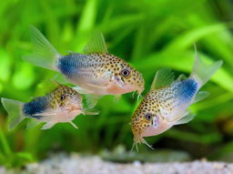CORYDORAS SIMILIS