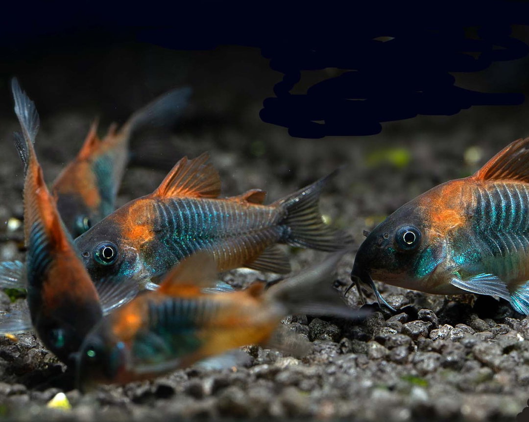 CORYDORAS VENEZUELA ORANGE