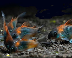 CORYDORAS VENEZUELA ORANGE