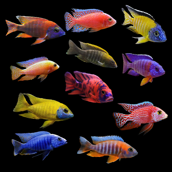 CICHLID ASSORTED AFRICAN