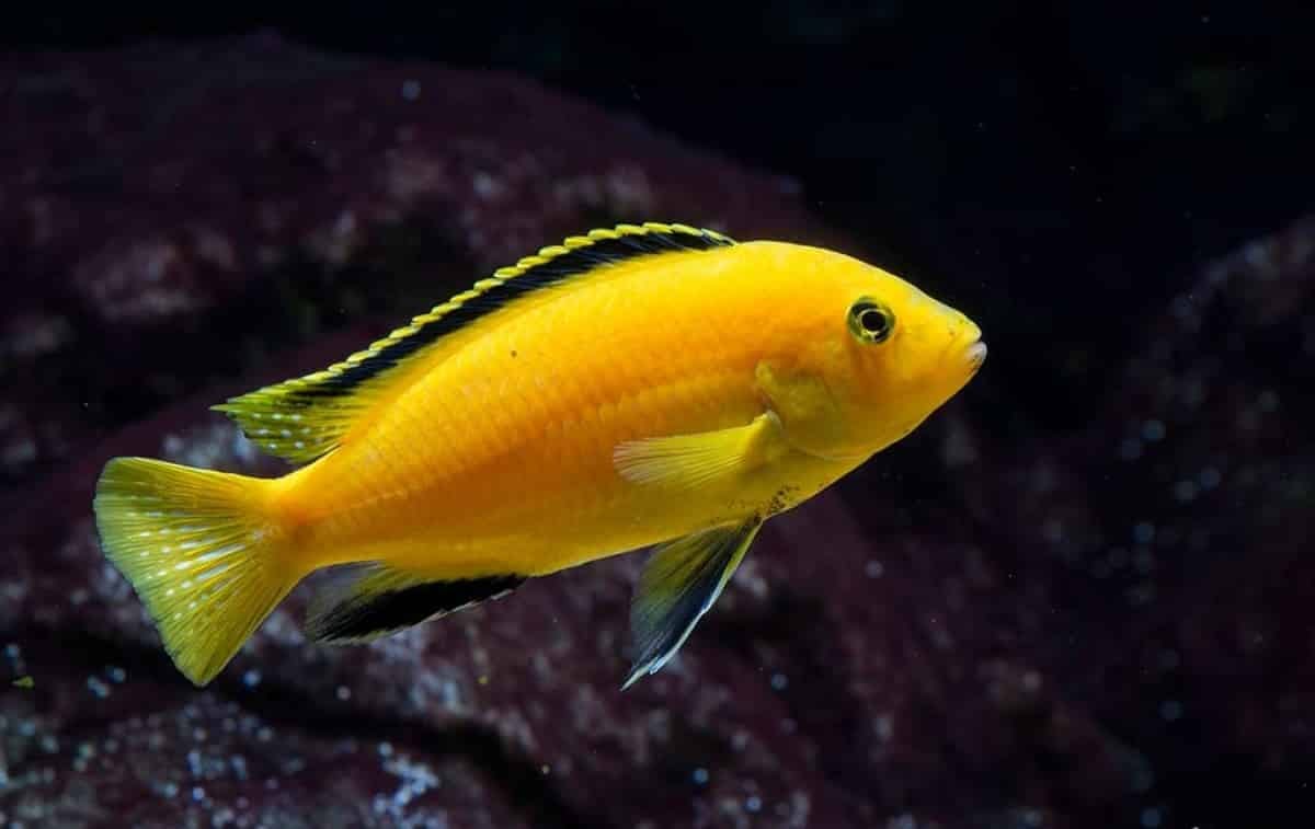CICHLID AFRICAN PRINCE / YELLOW LAB_0