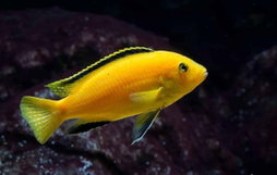 CICHLID AFRICAN PRINCE / YELLOW LAB
