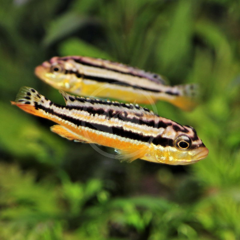 CICHLID AURATUS_0