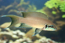 CICHLID BRICHARDI -SPECIAL