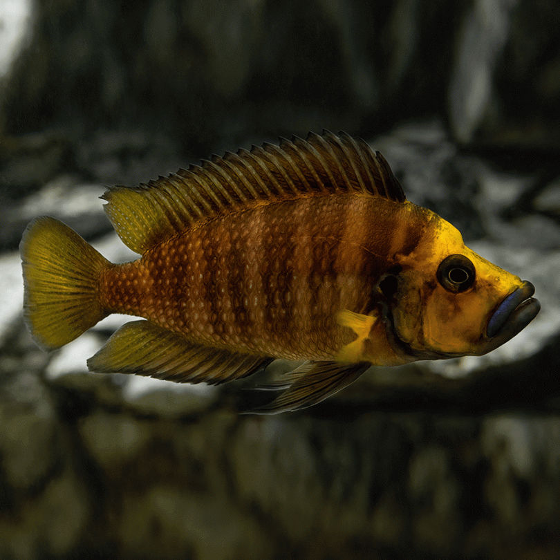 CICHLID COMPRESSICEPS GOLDEN HEAD CALVUS_0