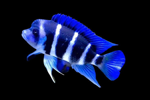 CICHLID FRONTOSA