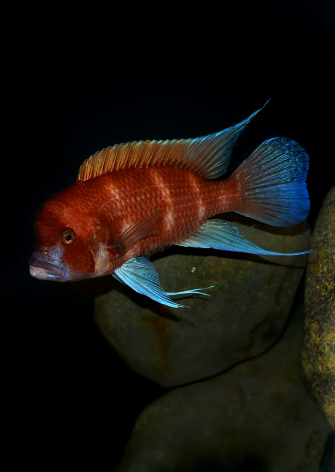 CICHLID FRONTOSA RED