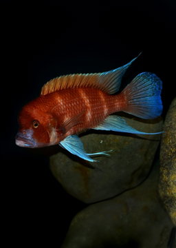 CICHLID FRONTOSA RED