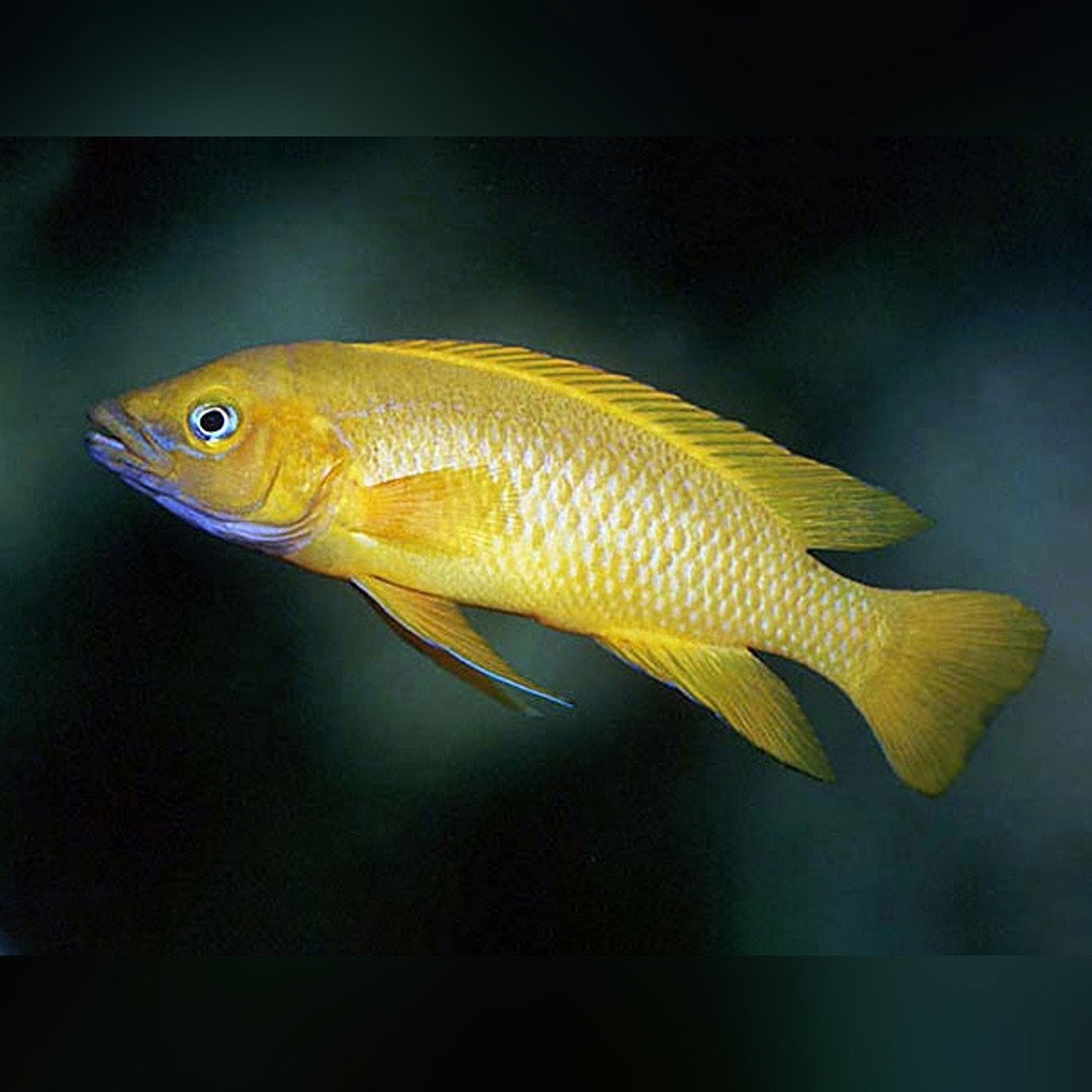 CICHLID LELEUPI / LEMON -SPECIAL
