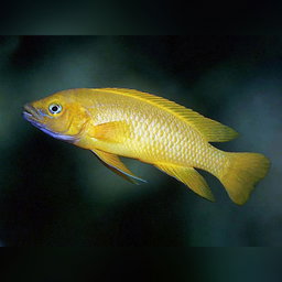 CICHLID LELEUPI / LEMON -SPECIAL