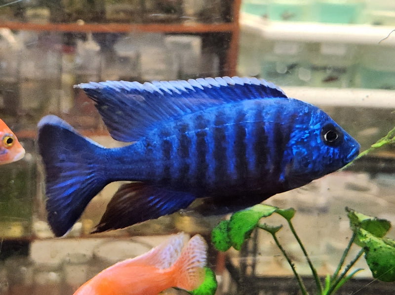 CICHLID PEACOCK BLUE -ON SPECIAL!! LESS 30%