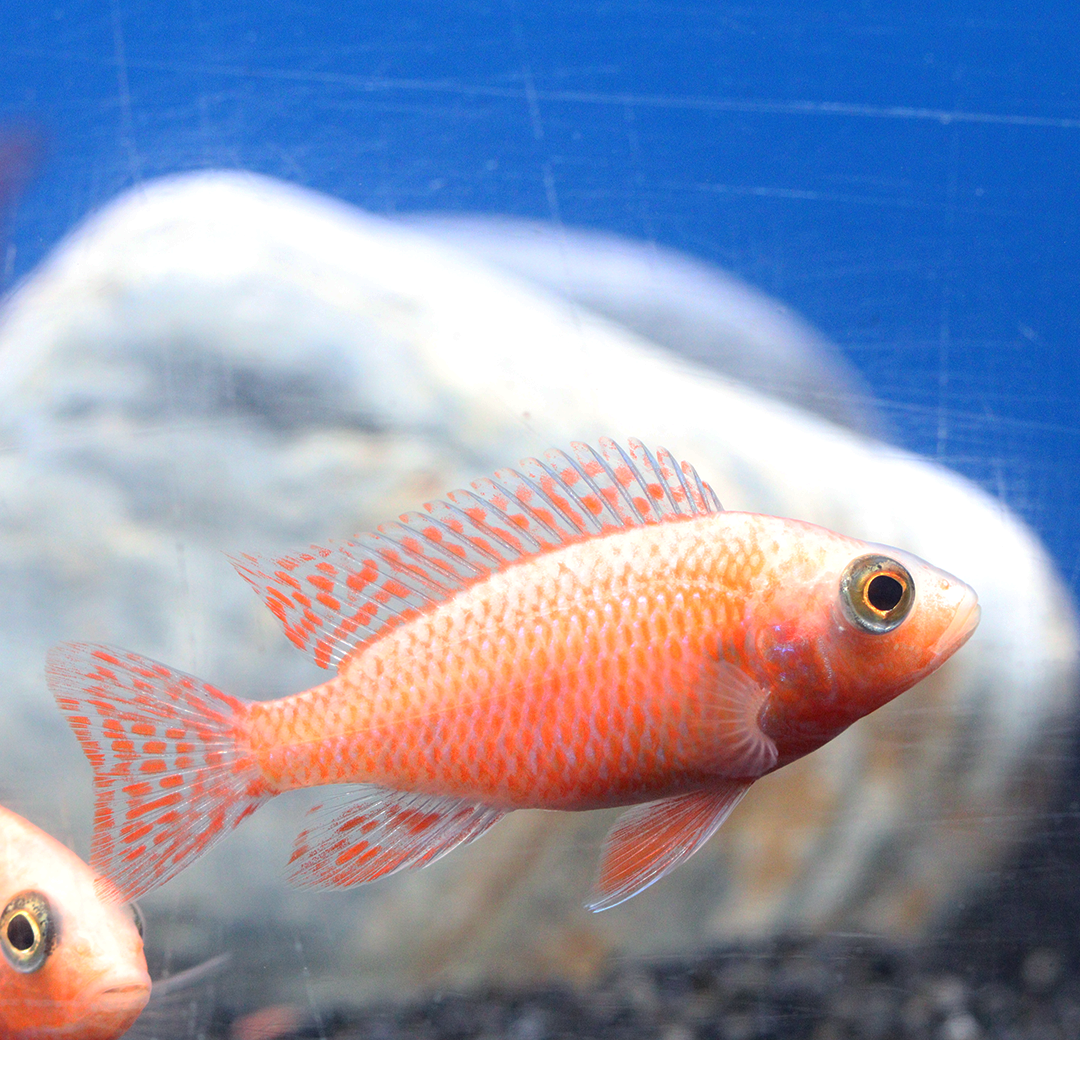 CICHLID PEACOCK PINK -ON SPECIAL!! LESS 30%_0