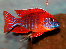 CICHLID PEACOCK RED -ON SPECIAL!! LESS 30%