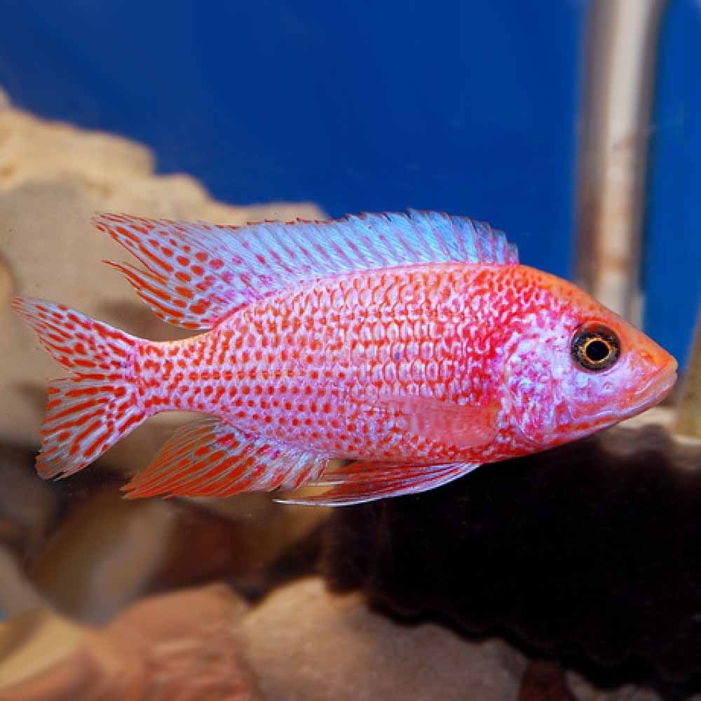 CICHLID PEACOCK STRAWBERRY -ON SPECIAL!! LESS 30%