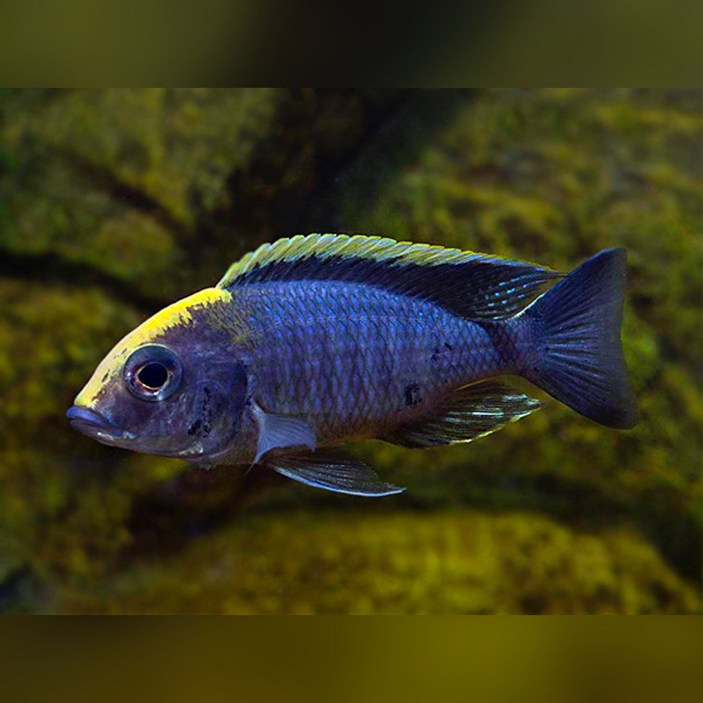 CICHLID PEACOCK SULFURHEAD -ON SPECIAL!! LESS 30%