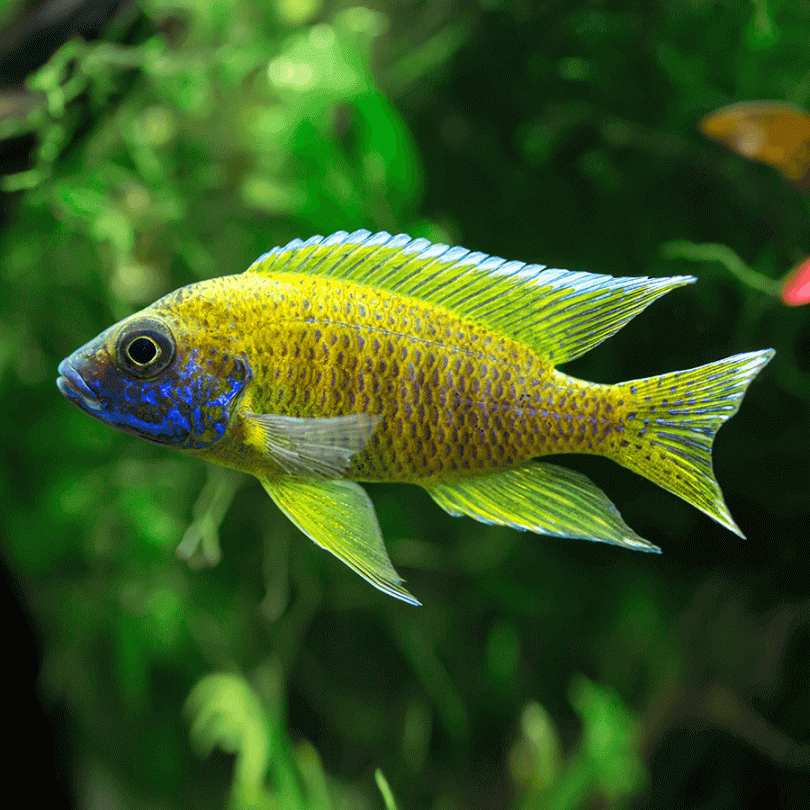 CICHLID PEACOCK YELLOW -ON SPECIAL!! LESS 30%_0
