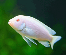 CICHLID S0W WHITE