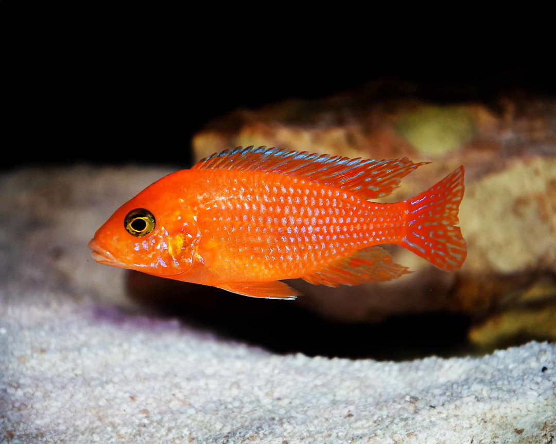 CICHLID ZEBRA RED