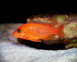 CICHLID ZEBRA RED