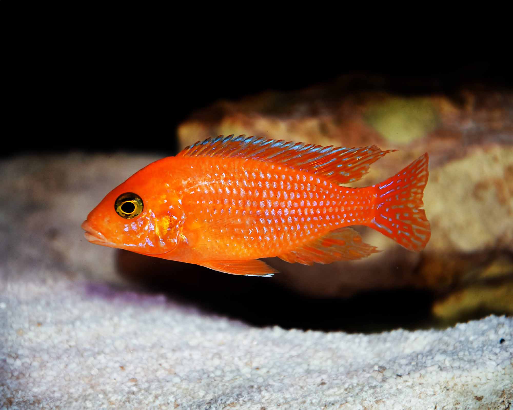 CICHLID ZEBRA RED