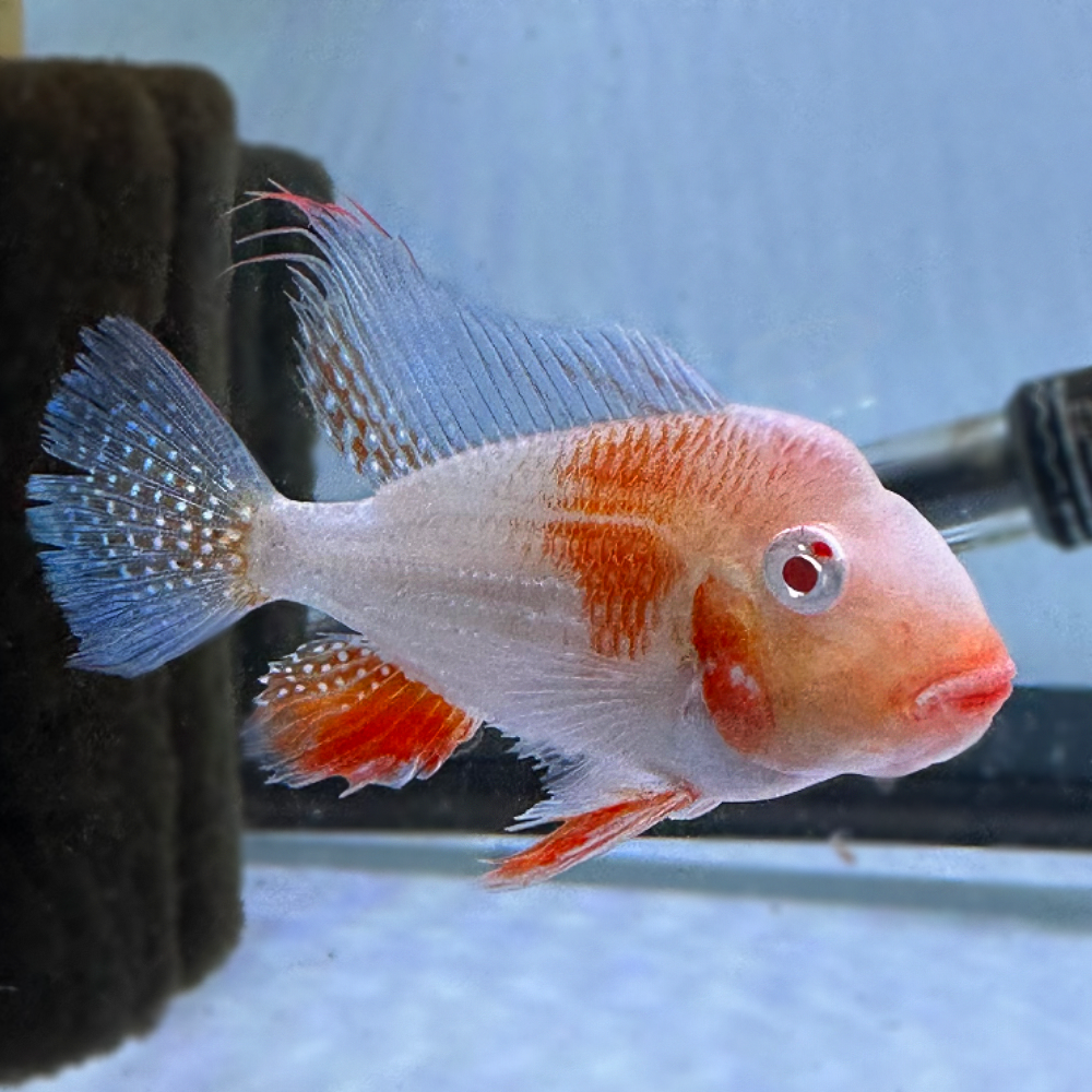 CICHLID GEOPHAGUS HECKELII ALBI0_0