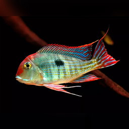CICHLID GEOPHAGUS RED HEAD TAPAJOS