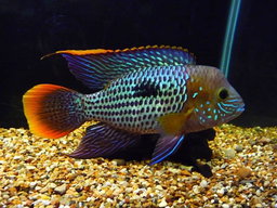 CICHLID GREEN TERROR