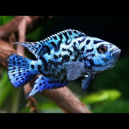 CICHLID JACK DEMPSEY ELECTRIC BLUE