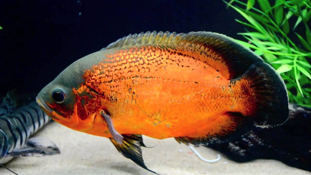 CICHLID OSCAR RED