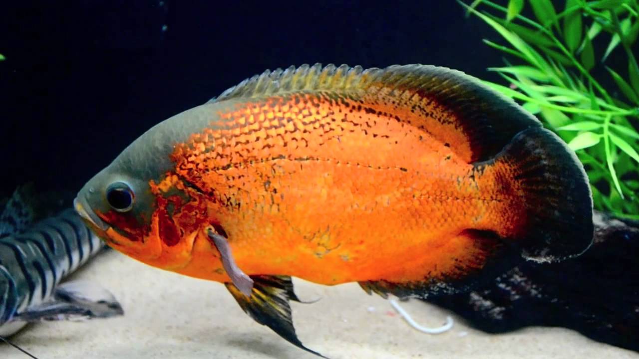 CICHLID OSCAR RED