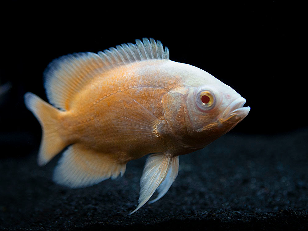 CICHLID OSCAR RED ALBI0