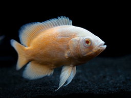 CICHLID OSCAR RED ALBI0