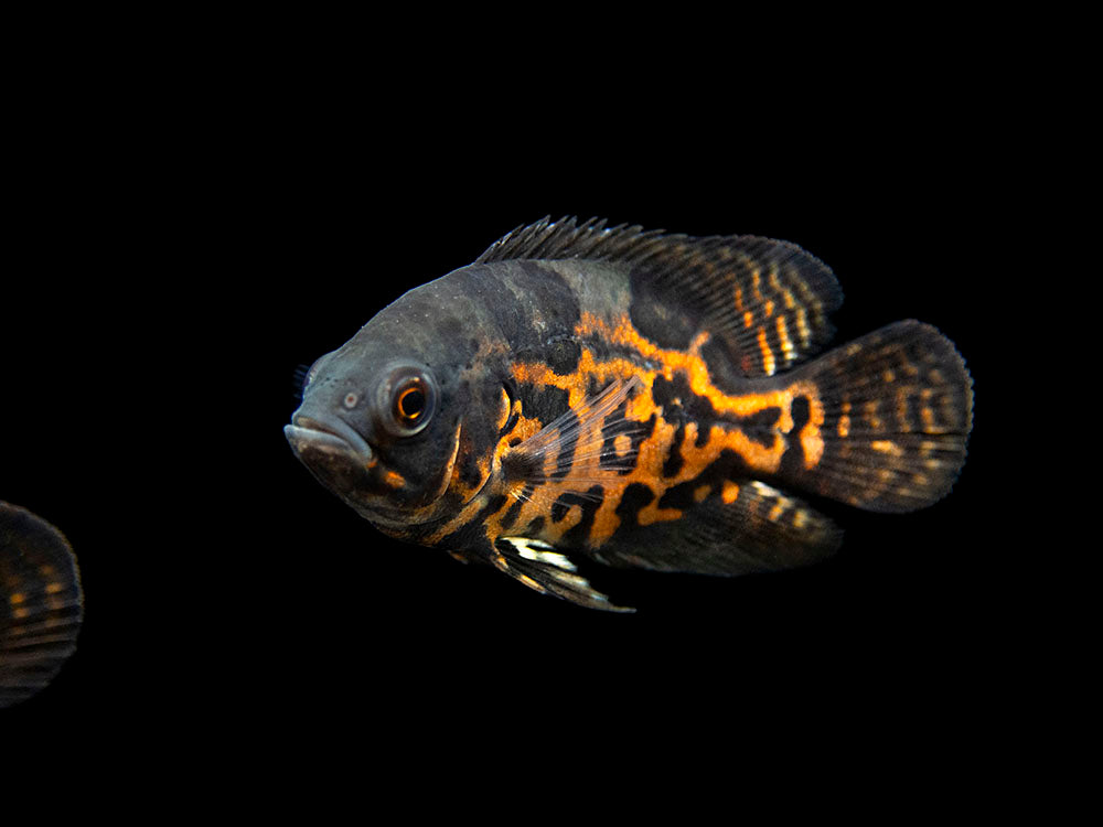 CICHLID OSCAR TIGER