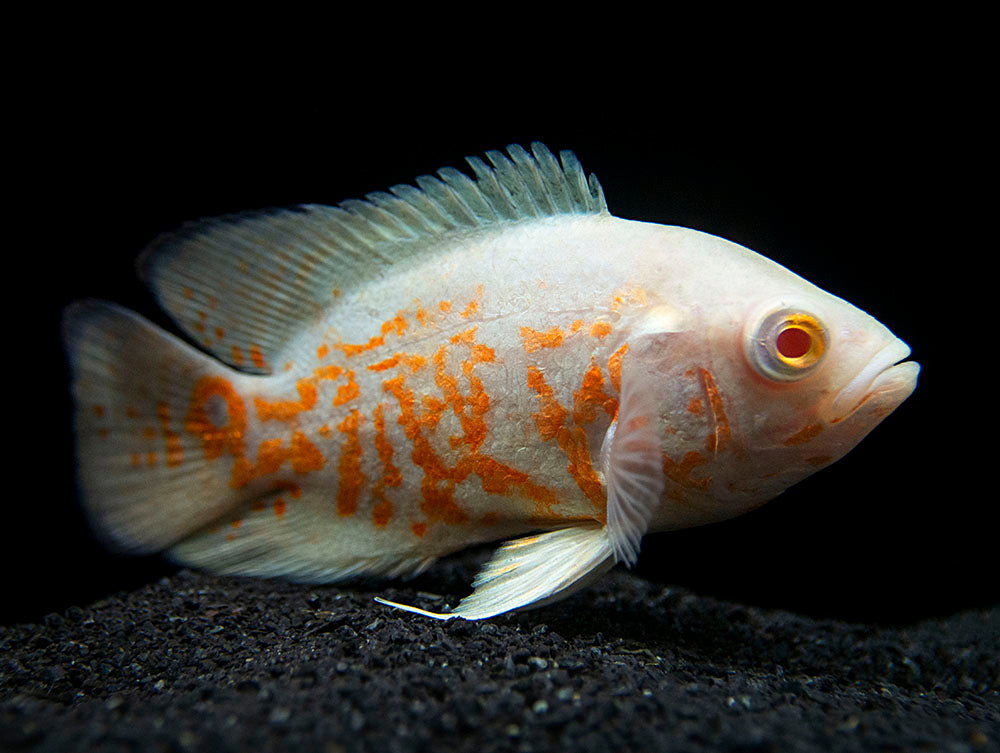 CICHLID OSCAR TIGER ALBI0_0