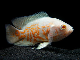 CICHLID OSCAR TIGER ALBI0