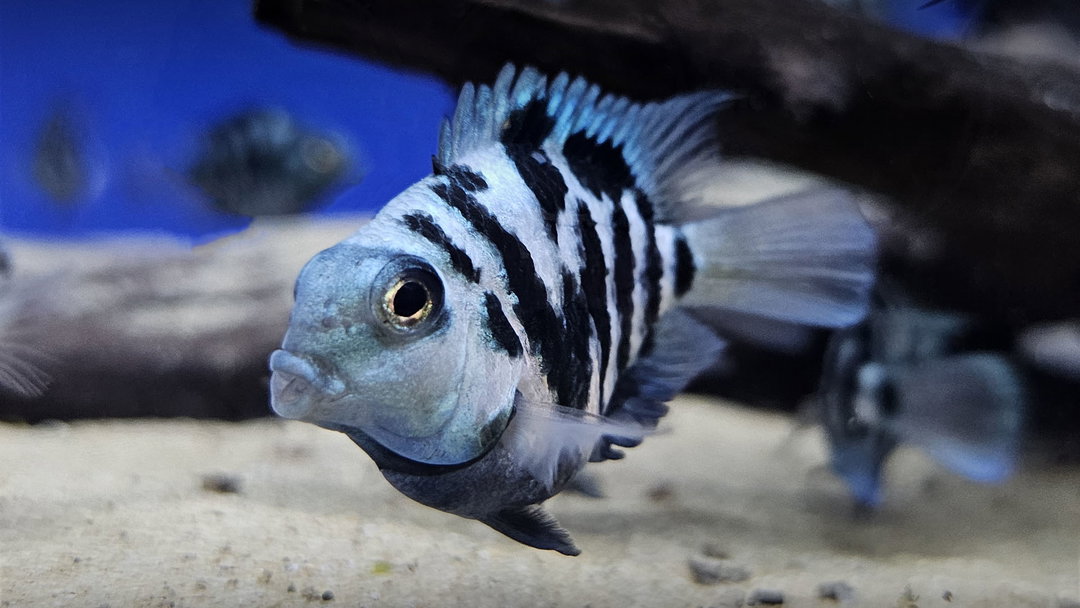 CICHLID PARROT TIGER / POLAR