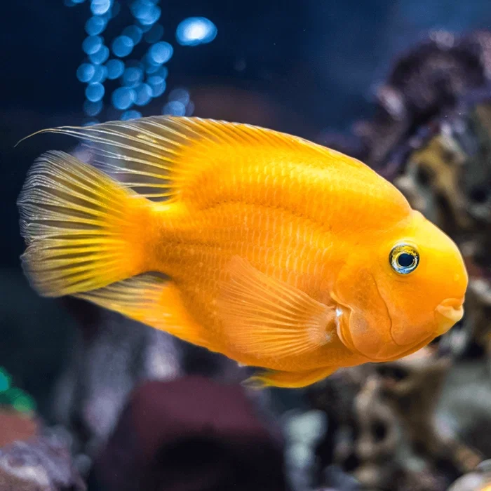 CICHLID PARROT YELLOW_0