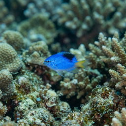 DAMSEL ALLENI (POMACENTRUS ALLENI)