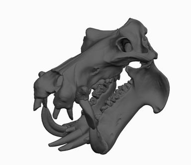 Gift Box Animal Skull Charms Hippo