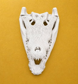 Animal Skulls Crocodile with STAND     
