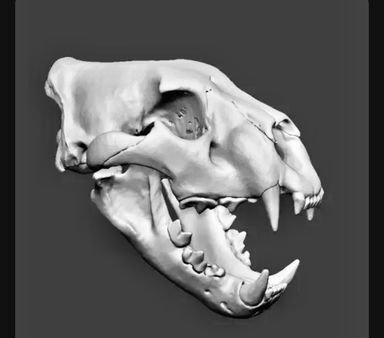 Miniature Animal skull Leopard_0