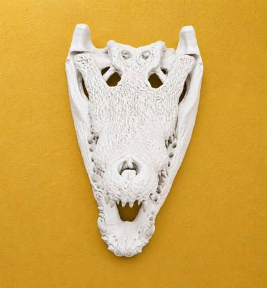 Miniature Animal skull Crocodile 